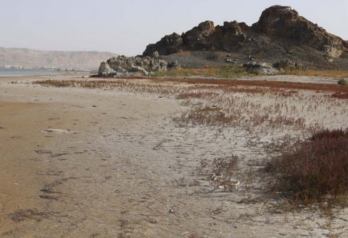Turkmen Scientists Study Emerging Ecosystems on Receding Caspian Sea Coast