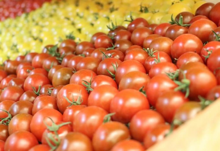 Türkmen pomidorlarynyň eksporty 50% ýokarlandy