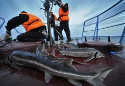 Turkmenistan Supports Extension of Sturgeon Fishing Ban Until 2025