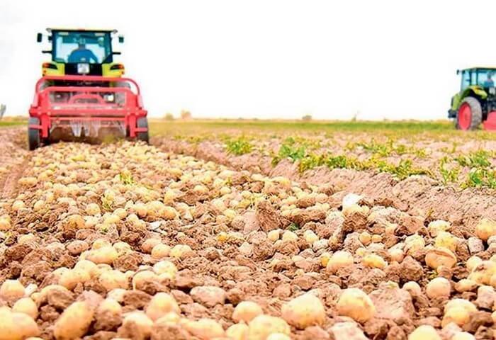 Lebap Farmers Harvest More Than 12.6 Thousand Tonnes of Potatoes