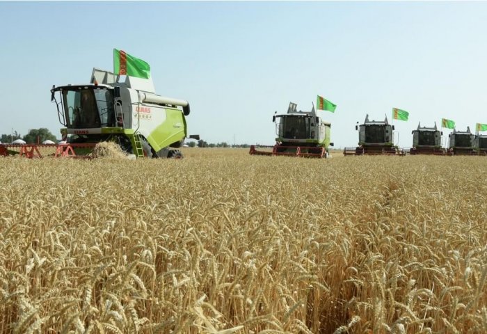 Turkmen Farmers Harvest Over 1.4 Million Tons of Wheat