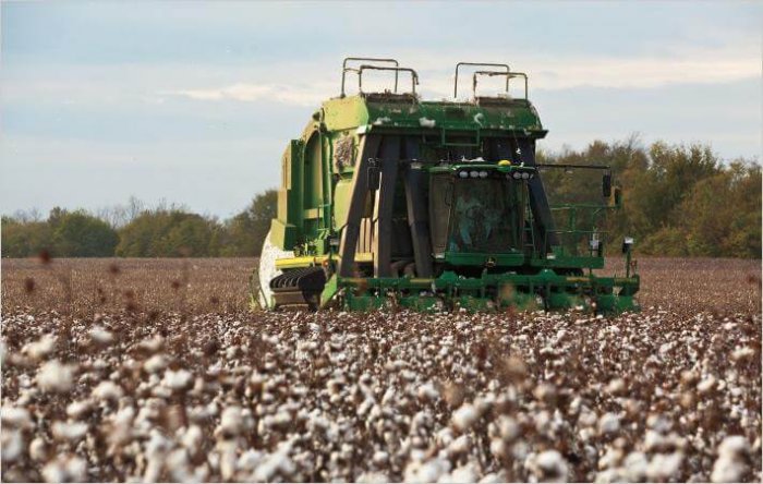 Cotton Prices Soar to 10-Year Highs