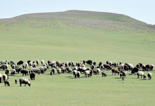 Lebap Livestock Breeders Welcome Nearly 74k Lamb Offspring