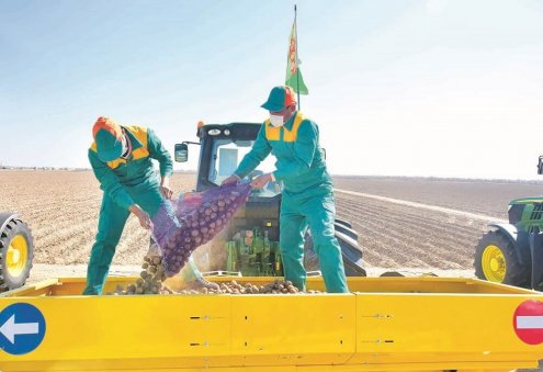 Türkmenistan'da patates ekim sezonu başladı