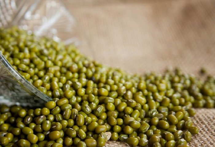 Dashoguz Farmers Aim to Harvest 5,500 Tons of Mung Beans
