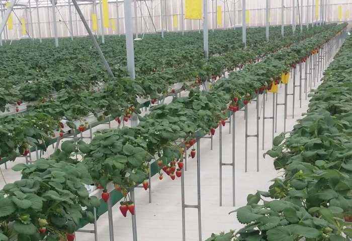 Turkmen Entrepreneur Harvests 50 Kilograms of Strawberries Daily
