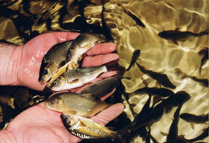 Özel sektör Türkmenistan'da balık yetiştiriciliğin daha fazla gelişimine katkı sağlıyor