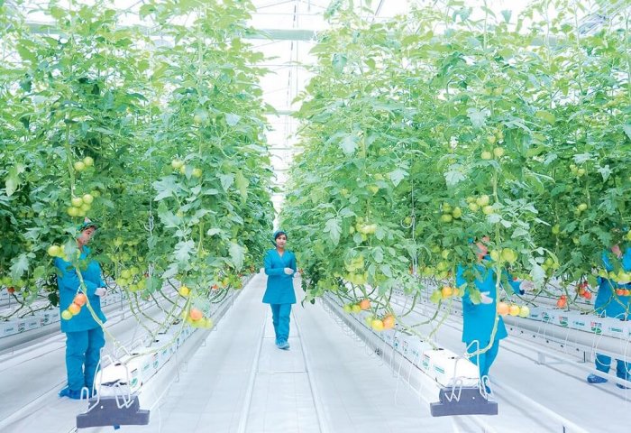 New Private Greenhouse Appears in Turkmenistan’s Balkan Velayat