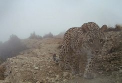 Turkmenistan Estimates 60–80 Caucasian Leopards in 2025