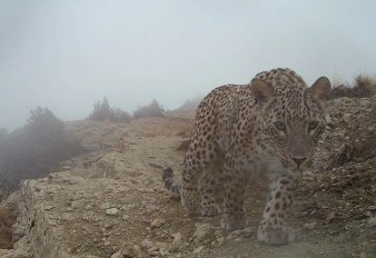 Turkmenistan Estimates 60–80 Caucasian Leopards in 2025