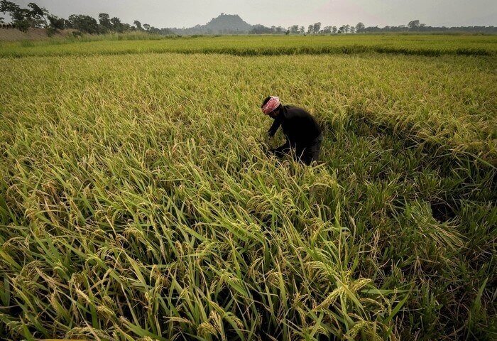 India Restricts Rice Exports Due to Rising Domestic Prices