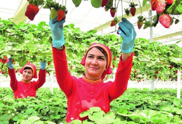 Greenhouse in Northeastern Turkmenistan Daily Yields 100 Kilograms of Strawberries