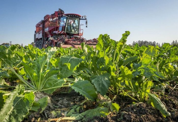 Bayramali ilçesindeki çiftçiler, 26.200 ton şeker pancarı hasat etmeyi planlıyorlar