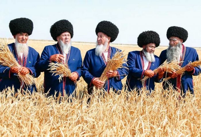 Хлеборобы Туркменистана сдали государству более 1,4 миллиона тонн пшеницы