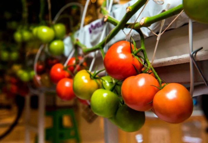 Turkmen Businessman Exports His First Tomato Harvest to Russia