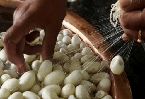 Turkmenistan's Silkworm Breeders Deliver Over 2.3 Thousand Tons of Cocoons