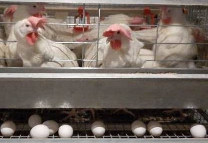 На птицефабрике Марыйского велаята ежесуточно собирают около 75 тысяч яиц