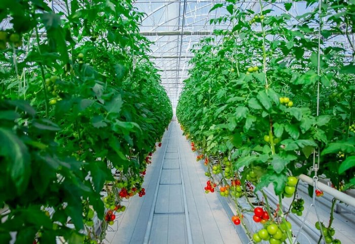 Turkmen Company Tests New Tomato Variety