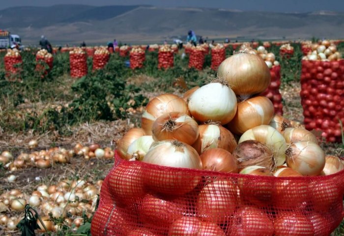 Balkan vilayetinde 12 bin tondan fazla soğan hasat edilmesi planlanıyor