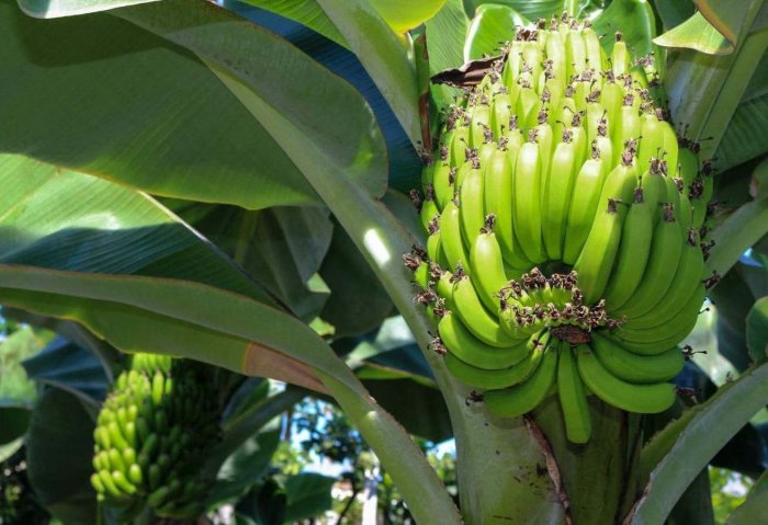 Теплица в Мары обеспечивает торговые точки местными бананами