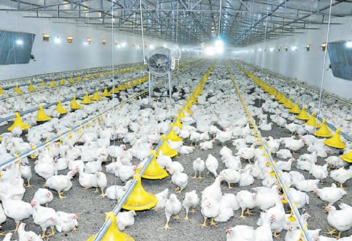 New Modern Poultry Complex Opens in Turkmenistan’s Ahal Velayat
