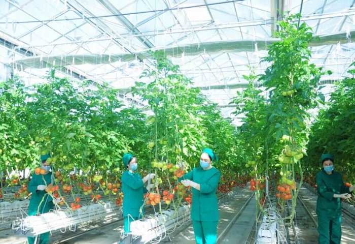 UIET Member Businesses to Commission Over 175 New Greenhouses