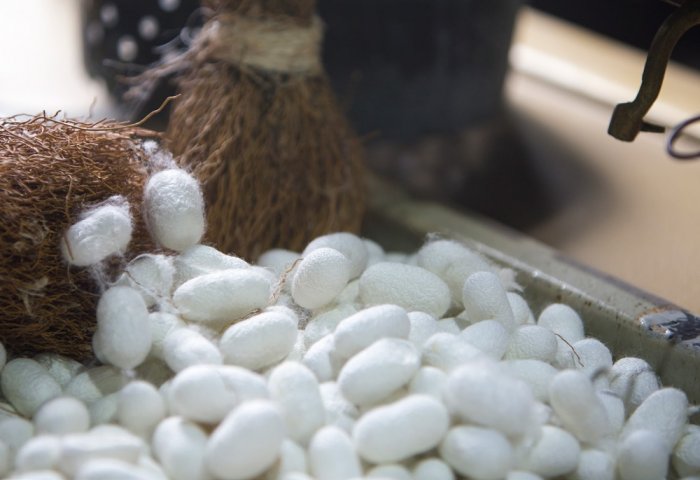 Silk Farmers in Northeastern Turkmenistan Produce 200 Tons of Cocoon