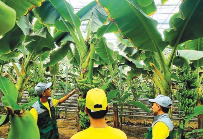 Hemsaýa планирует открыть банановую теплицу на 10 гектарах земли