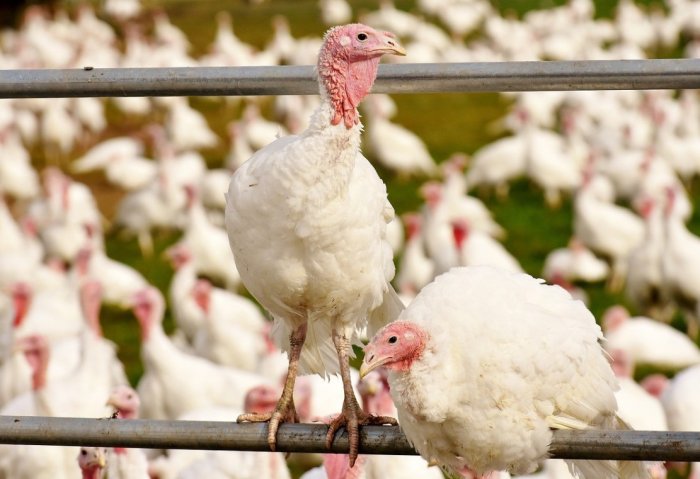 Turkmen Company to Annually Produce 730 Thousand Turkeys