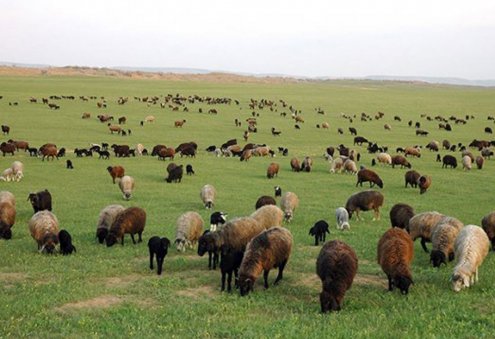 Flock of Small Ruminants in Mary Province Surpasses 5.9 Million