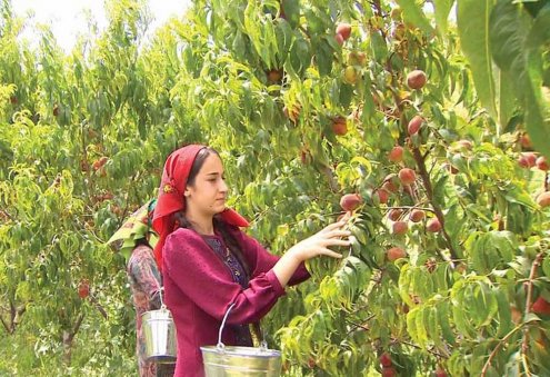 Turkmen Company Lezzetli Miwe Harvests 93 Tons of Peaches, Apples