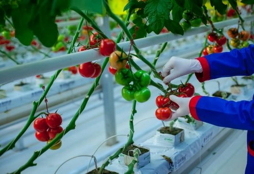 Turkmenistan Approves New Sanitary Standards For Greenhouse Farms