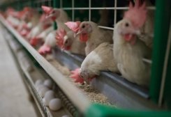 Röwşen Rahym şirketinin tavuk çiftliğinde günlük 70-80 bin yumurta toplanıyor