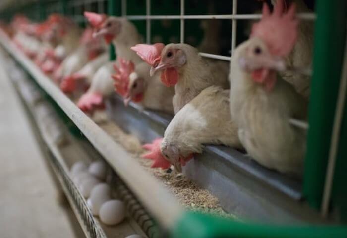 Röwşen Rahym şirketinin tavuk çiftliğinde günlük 70-80 bin yumurta toplanıyor