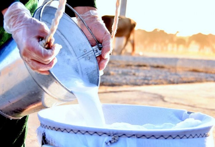 Туркменский предприниматель намерен наладить производство сухого верблюжьего молока