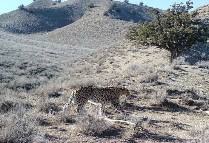 Turkmenistan to Create Nature Reserve in Balhan Mountains