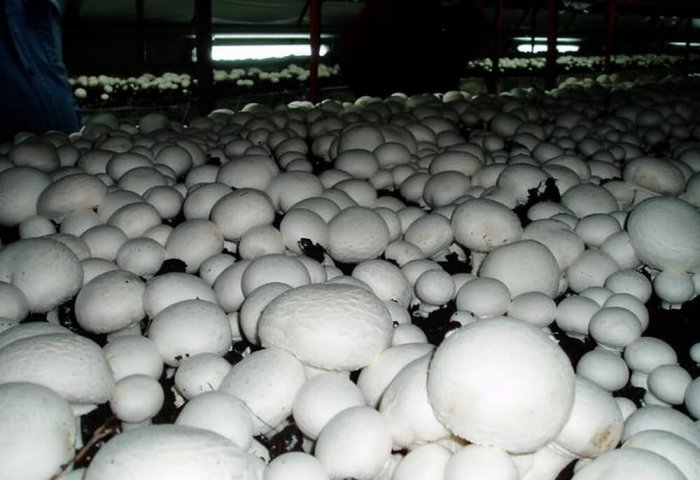 Turkmen Company Tiz Hyzmat Launches Mushroom Production