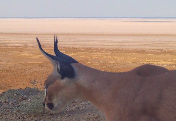 Rare Caracal Cub Spotted in Turkmenistan