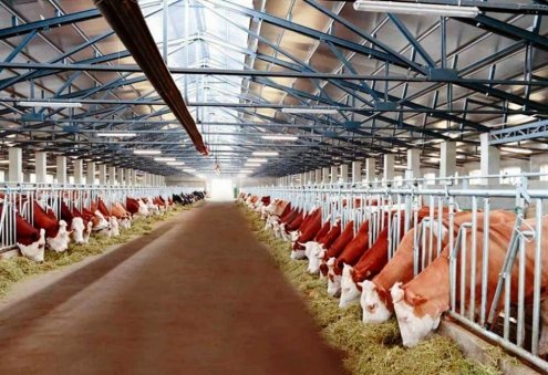 Ajaýyp Ussat Halal Önümleri şirketinde günlük 15 ton süt üretiliyor