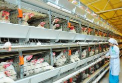 Птицекомплекс туркменского предпринимателя получает более 120 тысяч яиц в сутки