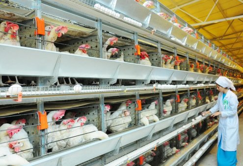 Птицекомплекс туркменского предпринимателя получает более 120 тысяч яиц в сутки