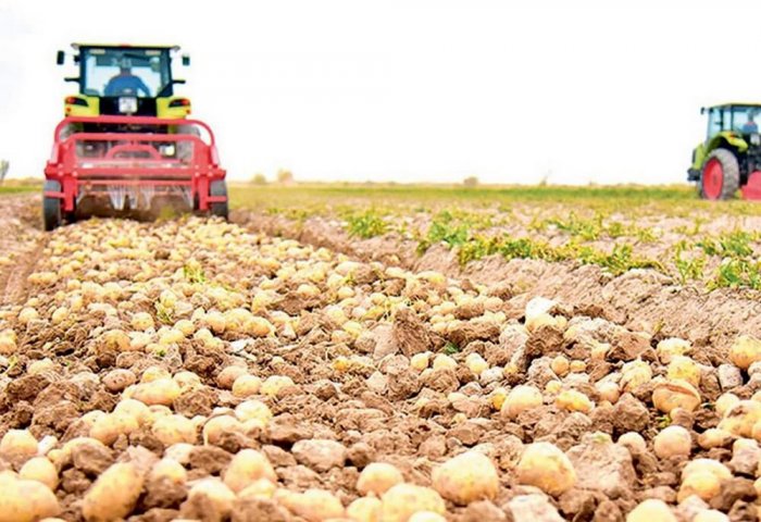 Аграрии Лебапского велаята собрали около 20 тысяч тонн картофеля