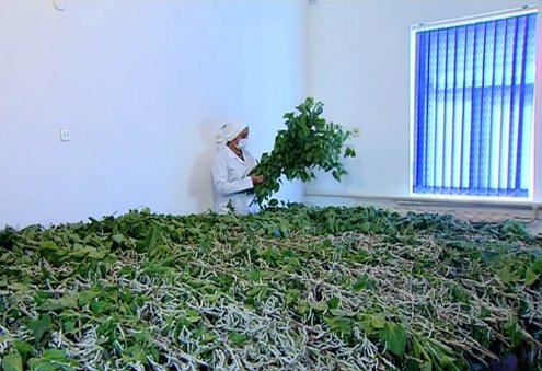 Шелководы Туркменистана произвели более 2300 тонн коконов
