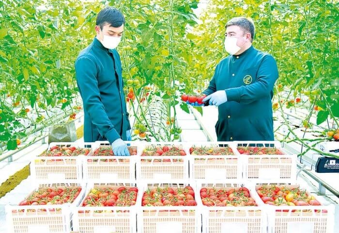 Türkmenistan ýyladyşhanalarda ýetişdirilen pomidorlaryň 75 müň tonnasyny eksport etdi