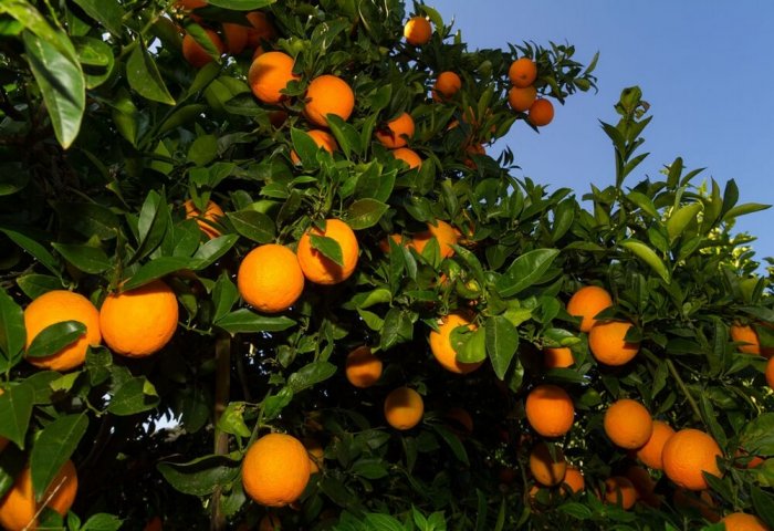 Turkmenistan Plans Construction of New Greenhouses to Grow Citrus Crops