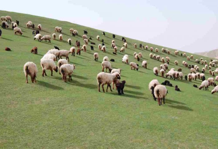 Turkmen Farmers Successfully Breed Flocks of Newborn Cattle