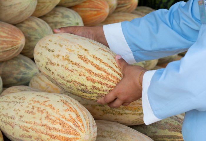 Turkmen Melons – National Treasure and Symbol of Talent