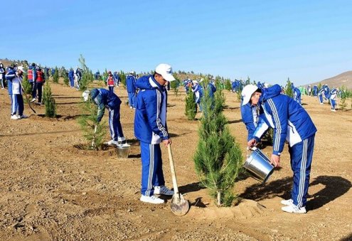 Туркменистан утвердил правила и нормы восстановления лесов и лесопосадок