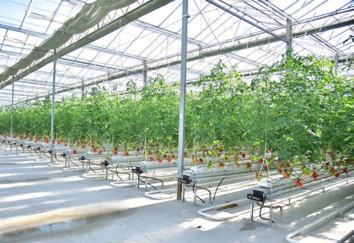 “Altyn gül” Lebapdan pomidor eksport edýär