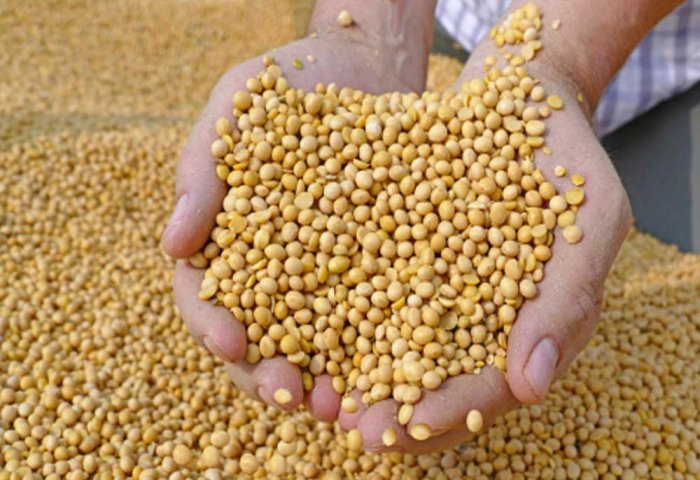 Turkmen Agricultural Institute in Dashoguz Develops New Soybean Variety